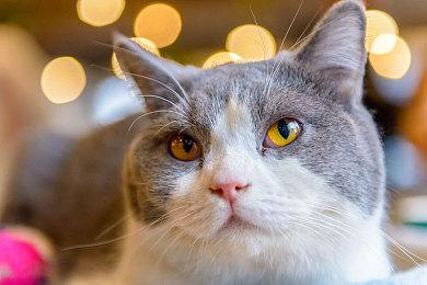 Steam好评如潮 《杀死公主》全平台销量突破50万